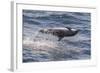 Clymene Dolphin (Stenella Clymene) Spinning, Caught Belly Uppermost, Senegal, West Africa, Africa-Mick Baines-Framed Photographic Print