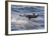 Clymene Dolphin (Stenella Clymene) Spinning, Caught Belly Uppermost, Senegal, West Africa, Africa-Mick Baines-Framed Photographic Print