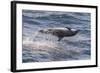 Clymene Dolphin (Stenella Clymene) Spinning, Caught Belly Uppermost, Senegal, West Africa, Africa-Mick Baines-Framed Photographic Print