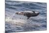 Clymene Dolphin (Stenella Clymene) Spinning, Caught Belly Uppermost, Senegal, West Africa, Africa-Mick Baines-Mounted Photographic Print