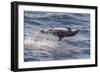 Clymene Dolphin (Stenella Clymene) Spinning, Caught Belly Uppermost, Senegal, West Africa, Africa-Mick Baines-Framed Photographic Print