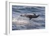 Clymene Dolphin (Stenella Clymene) Spinning, Caught Belly Uppermost, Senegal, West Africa, Africa-Mick Baines-Framed Photographic Print