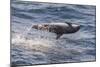 Clymene Dolphin (Stenella Clymene) Spinning, Caught Belly Uppermost, Senegal, West Africa, Africa-Mick Baines-Mounted Photographic Print