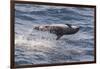 Clymene Dolphin (Stenella Clymene) Spinning, Caught Belly Uppermost, Senegal, West Africa, Africa-Mick Baines-Framed Photographic Print