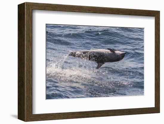 Clymene Dolphin (Stenella Clymene) Spinning, Caught Belly Uppermost, Senegal, West Africa, Africa-Mick Baines-Framed Photographic Print