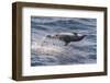 Clymene Dolphin (Stenella Clymene) Spinning, Caught Belly Uppermost, Senegal, West Africa, Africa-Mick Baines-Framed Photographic Print