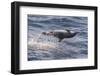 Clymene Dolphin (Stenella Clymene) Spinning, Caught Belly Uppermost, Senegal, West Africa, Africa-Mick Baines-Framed Photographic Print