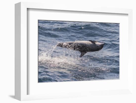 Clymene Dolphin (Stenella Clymene) Spinning, Caught Belly Uppermost, Senegal, West Africa, Africa-Mick Baines-Framed Photographic Print