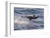 Clymene Dolphin (Stenella Clymene) Spinning, Caught Belly Uppermost, Senegal, West Africa, Africa-Mick Baines-Framed Photographic Print