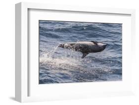 Clymene Dolphin (Stenella Clymene) Spinning, Caught Belly Uppermost, Senegal, West Africa, Africa-Mick Baines-Framed Photographic Print