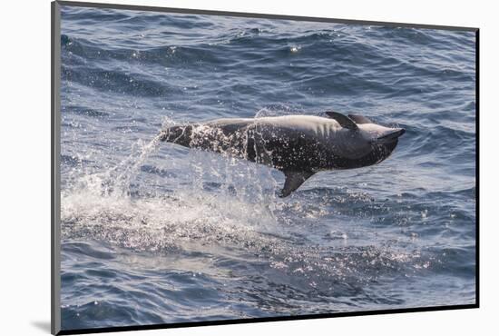 Clymene Dolphin (Stenella Clymene) Spinning, Caught Belly Uppermost, Senegal, West Africa, Africa-Mick Baines-Mounted Photographic Print