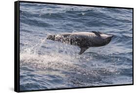 Clymene Dolphin (Stenella Clymene) Spinning, Caught Belly Uppermost, Senegal, West Africa, Africa-Mick Baines-Framed Stretched Canvas