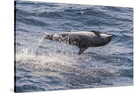 Clymene Dolphin (Stenella Clymene) Spinning, Caught Belly Uppermost, Senegal, West Africa, Africa-Mick Baines-Stretched Canvas