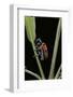 Clytra Quadripunctata (Leaf Beetle)-Paul Starosta-Framed Photographic Print