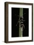 Clytus Arietis (Wasp Beetle)-Paul Starosta-Framed Photographic Print