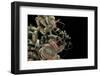 Clytus Lama (Longhorn Beetle)-Paul Starosta-Framed Photographic Print