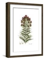 Cnicus afer, Flora Graeca-Ferdinand Bauer-Framed Giclee Print