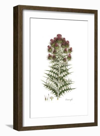 Cnicus afer, Flora Graeca-Ferdinand Bauer-Framed Giclee Print