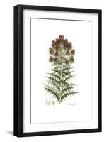 Cnicus afer, Flora Graeca-Ferdinand Bauer-Framed Giclee Print