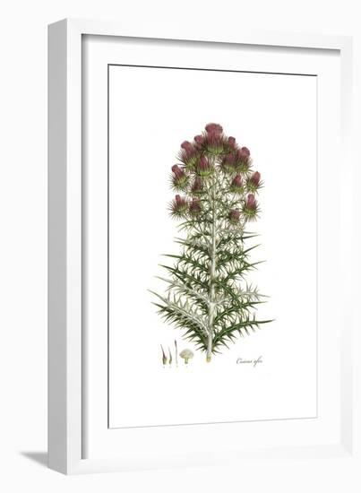 Cnicus afer, Flora Graeca-Ferdinand Bauer-Framed Giclee Print