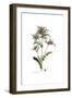 Cnicus syriacus,  Flora Graeca-Ferdinand Bauer-Framed Giclee Print