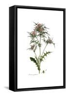 Cnicus syriacus,  Flora Graeca-Ferdinand Bauer-Framed Stretched Canvas