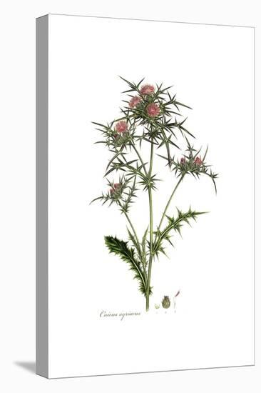 Cnicus syriacus,  Flora Graeca-Ferdinand Bauer-Stretched Canvas