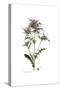 Cnicus syriacus,  Flora Graeca-Ferdinand Bauer-Stretched Canvas