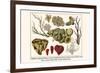 Cnidaria, Smooth Flower Coral, Golden Sea Fans, Lettuce Coral, Plate Coral, Fire Coral, etc.-Albertus Seba-Framed Premium Giclee Print