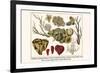 Cnidaria, Smooth Flower Coral, Golden Sea Fans, Lettuce Coral, Plate Coral, Fire Coral, etc.-Albertus Seba-Framed Premium Giclee Print