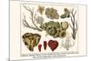 Cnidaria, Smooth Flower Coral, Golden Sea Fans, Lettuce Coral, Plate Coral, Fire Coral, etc.-Albertus Seba-Mounted Premium Giclee Print