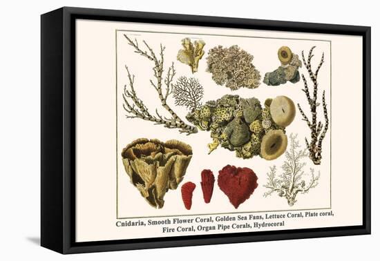 Cnidaria, Smooth Flower Coral, Golden Sea Fans, Lettuce Coral, Plate Coral, Fire Coral, etc.-Albertus Seba-Framed Stretched Canvas