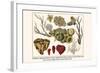 Cnidaria, Smooth Flower Coral, Golden Sea Fans, Lettuce Coral, Plate Coral, Fire Coral, etc.-Albertus Seba-Framed Art Print