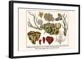 Cnidaria, Smooth Flower Coral, Golden Sea Fans, Lettuce Coral, Plate Coral, Fire Coral, etc.-Albertus Seba-Framed Art Print