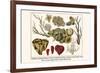 Cnidaria, Smooth Flower Coral, Golden Sea Fans, Lettuce Coral, Plate Coral, Fire Coral, etc.-Albertus Seba-Framed Art Print