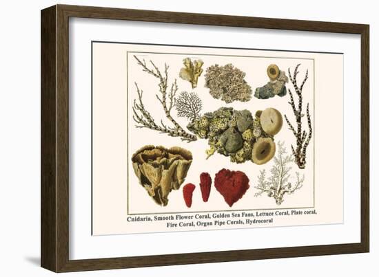 Cnidaria, Smooth Flower Coral, Golden Sea Fans, Lettuce Coral, Plate Coral, Fire Coral, etc.-Albertus Seba-Framed Art Print