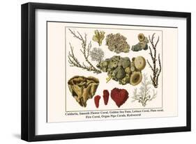 Cnidaria, Smooth Flower Coral, Golden Sea Fans, Lettuce Coral, Plate Coral, Fire Coral, etc.-Albertus Seba-Framed Art Print