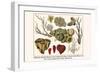 Cnidaria, Smooth Flower Coral, Golden Sea Fans, Lettuce Coral, Plate Coral, Fire Coral, etc.-Albertus Seba-Framed Art Print