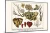 Cnidaria, Smooth Flower Coral, Golden Sea Fans, Lettuce Coral, Plate Coral, Fire Coral, etc.-Albertus Seba-Mounted Art Print