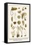 Cnidarians, Moss Animals, Sea Worm, Coral Weeds, Hydroid, Bottle Brushes, Serpent Star-Albertus Seba-Framed Stretched Canvas