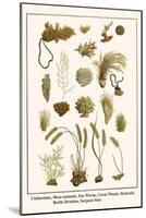 Cnidarians, Moss Animals, Sea Worm, Coral Weeds, Hydroid, Bottle Brushes, Serpent Star-Albertus Seba-Mounted Art Print