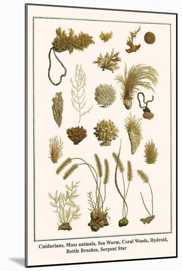 Cnidarians, Moss Animals, Sea Worm, Coral Weeds, Hydroid, Bottle Brushes, Serpent Star-Albertus Seba-Mounted Art Print