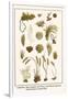 Cnidarians, Moss Animals, Sea Worm, Coral Weeds, Hydroid, Bottle Brushes, Serpent Star-Albertus Seba-Framed Art Print