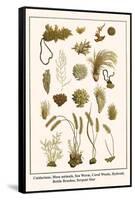 Cnidarians, Moss Animals, Sea Worm, Coral Weeds, Hydroid, Bottle Brushes, Serpent Star-Albertus Seba-Framed Stretched Canvas