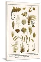 Cnidarians, Moss Animals, Sea Worm, Coral Weeds, Hydroid, Bottle Brushes, Serpent Star-Albertus Seba-Stretched Canvas