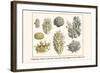 Cnidarians, Ocular Corals, Sea Coral, Star Coral, Staghorn Coral, Needle Coral-Albertus Seba-Framed Art Print