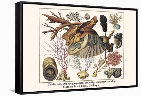 Cnidarians, Orange Gorgonian, Sea Whip, Violescent Sea Whip, Feathery Black Coral, Caulerpa-Albertus Seba-Framed Stretched Canvas