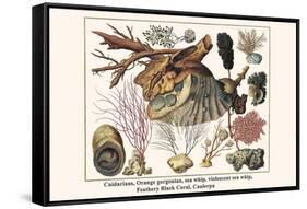 Cnidarians, Orange Gorgonian, Sea Whip, Violescent Sea Whip, Feathery Black Coral, Caulerpa-Albertus Seba-Framed Stretched Canvas