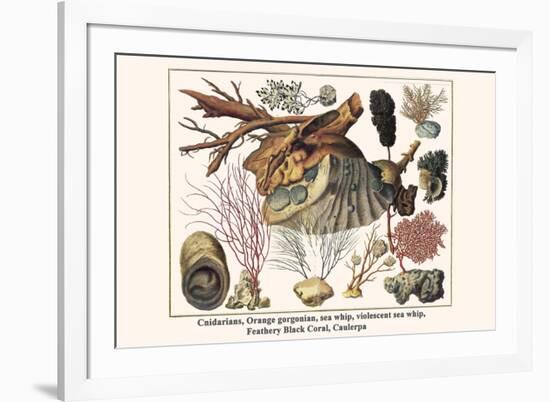 Cnidarians, Orange Gorgonian, Sea Whip, Violescent Sea Whip, Feathery Black Coral, Caulerpa-Albertus Seba-Framed Premium Giclee Print