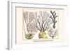 Cnidarians, Sea Whip, Violescent Sea Whip-Albertus Seba-Framed Art Print